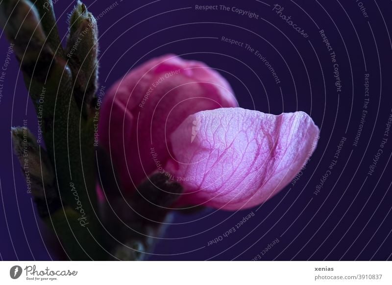 Bright pink petal of a flower bud on the branch of an apricot tree against a dark background Blossom Apricot Flower Pink Plant Spring Blossoming Nature Detail