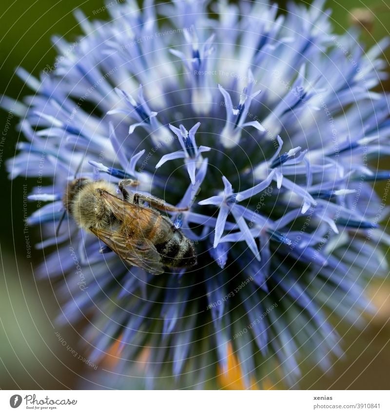 A busy bee on a purple thistle flower Bee Thistle Blossom Thistle blossom Insect Animal Summer Plant Nature Garden Violet bee deaths Honey bee Environment