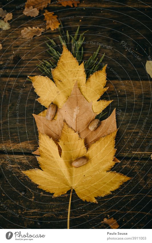 Autumn leaves Authentic Autumnal Autumnal colours fall Automn wood Day Leaf Colour photo Autumnal weather Early fall Nature Exterior shot Multicoloured Bitd