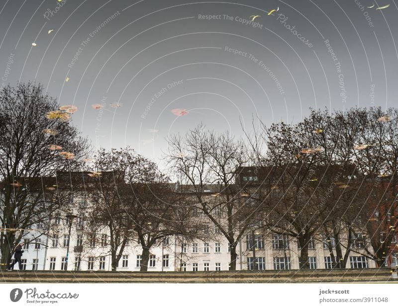 Principle reflection in the middle Pond Reflection Silhouette Surface of water Shore of a pond Calm bare trees Facade Housefront Twilight Winter Downtown Berlin