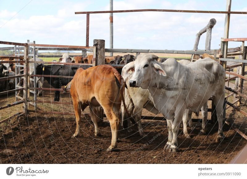 Cattle on a farm in Queensland Australia cattle station queensland australia bulls young fence fenced meat industry beef outback