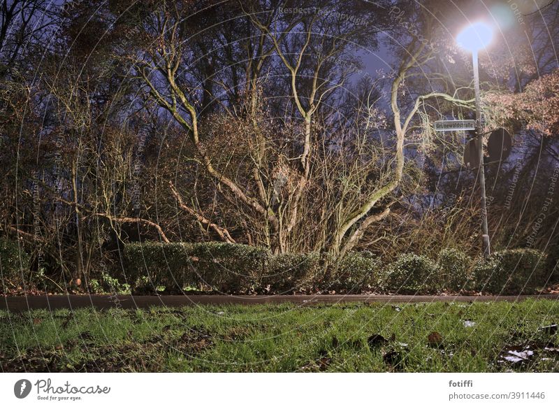 Branched tree in romantic lantern light vegetation Tree flora and fauna Lanes & trails Night nocturn Night shot Grass Calm Deserted Plant Nature Exterior shot