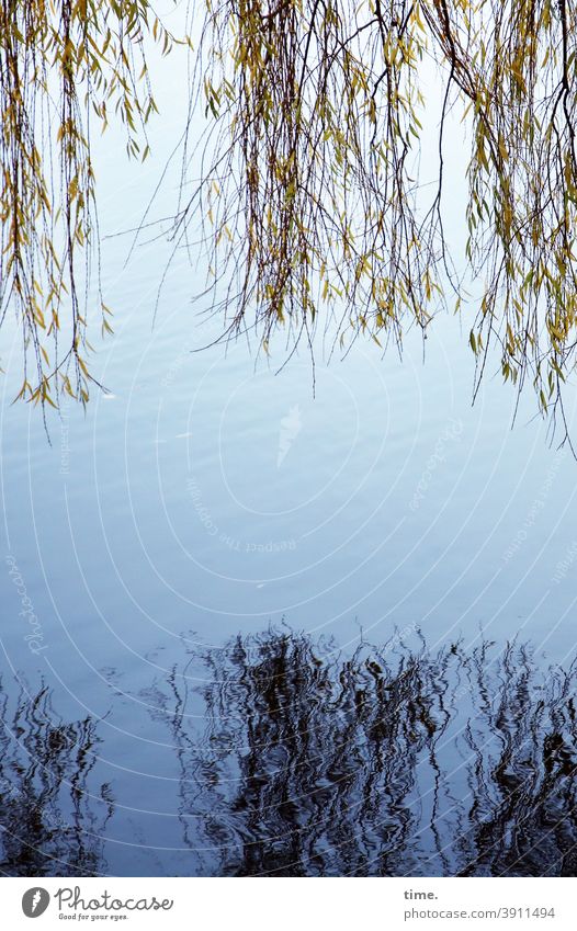 Neighborhoods | Mirror Willow tree Weeping willow branches Hang mirror reflection Water Shadow fluffy Tree twigs Branch Mirror image Wet Damp