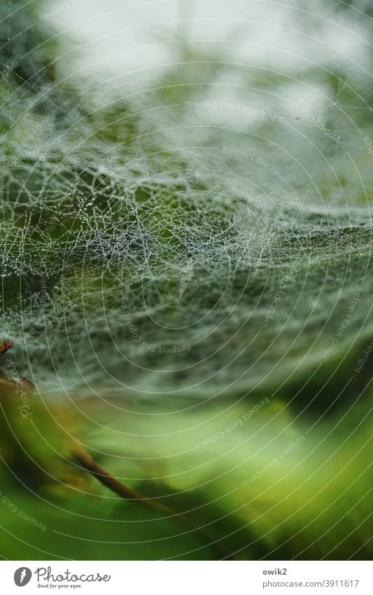 Double bottom Cobwebby Spider's web Small Under Woodground Macro (Extreme close-up) Subdued colour To hold on spun Interlaced spinning threads Foliage plant