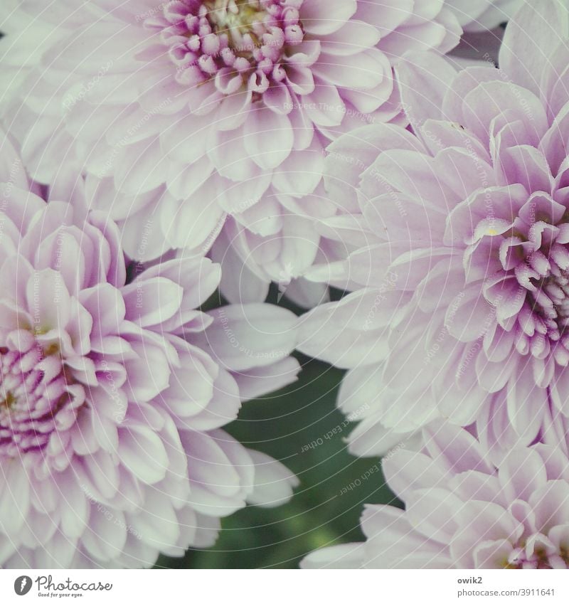 cuddly corner blossoms flowers luscious Fat Cozy Spring Close-up Det Garden Blossoming Pink White