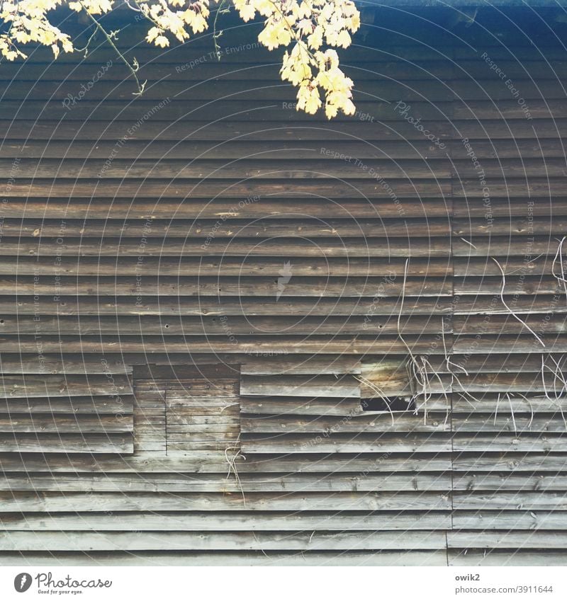 Lignified Building Old forsake sb./sth. Simple Architecture Rustic Structures and shapes Abstract Detail Close-up Exterior shot Firm Wood Wall (building) Window