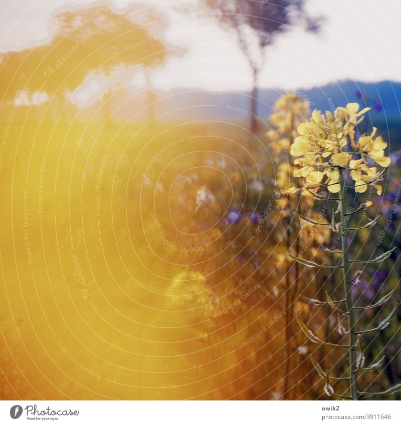 Yellowish Canola Canola field Agriculture Agricultural crop Colour photo Exterior shot Plant Deserted Growth Day Sunlight Deep depth of field Illuminate Nature