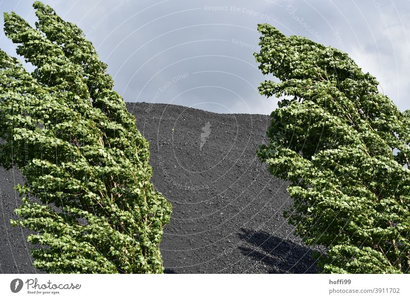 blowing poplars in front of a coal dump blowing branches windy weather coal pile Slagheap Coal Stockpile stormy times Climate change Environment Carbon dioxide