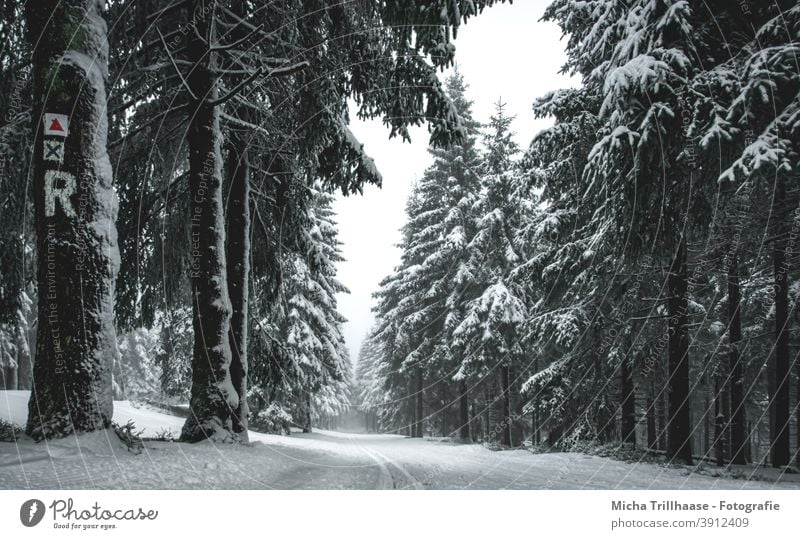 Winter forest on the Rennsteig, Thuringian Forest Thueringer Wald Schneekopf trees Snow snowy Frost Cold off Cross-country ski trail Skiing cross-country skiing