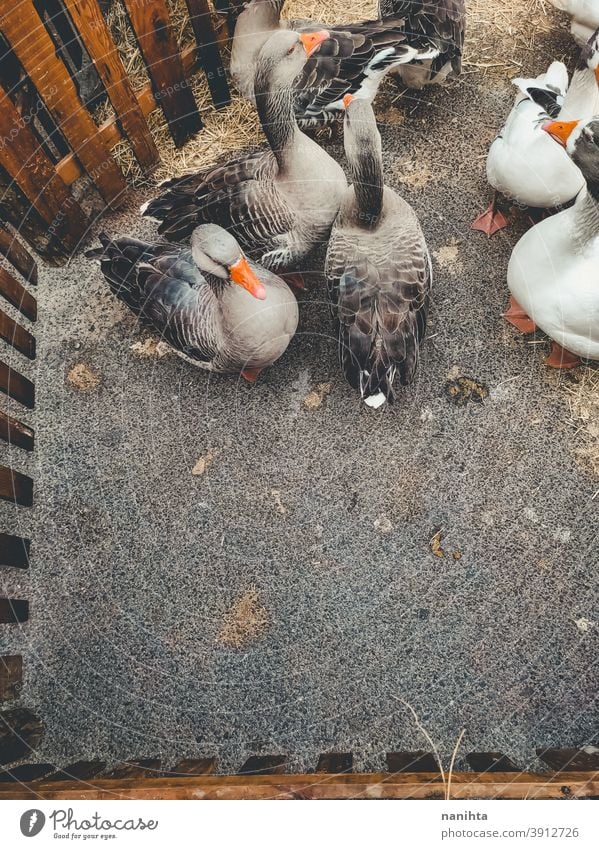 Many domestic geese inside a farm goose bird rustic rusty rural vintage retro birds life many animal animal life patio courtyard gray farm animals animal theme