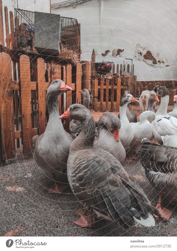 Many domestic geese inside a farm goose bird rustic rusty rural vintage retro birds life many animal animal life patio courtyard gray farm animals animal theme