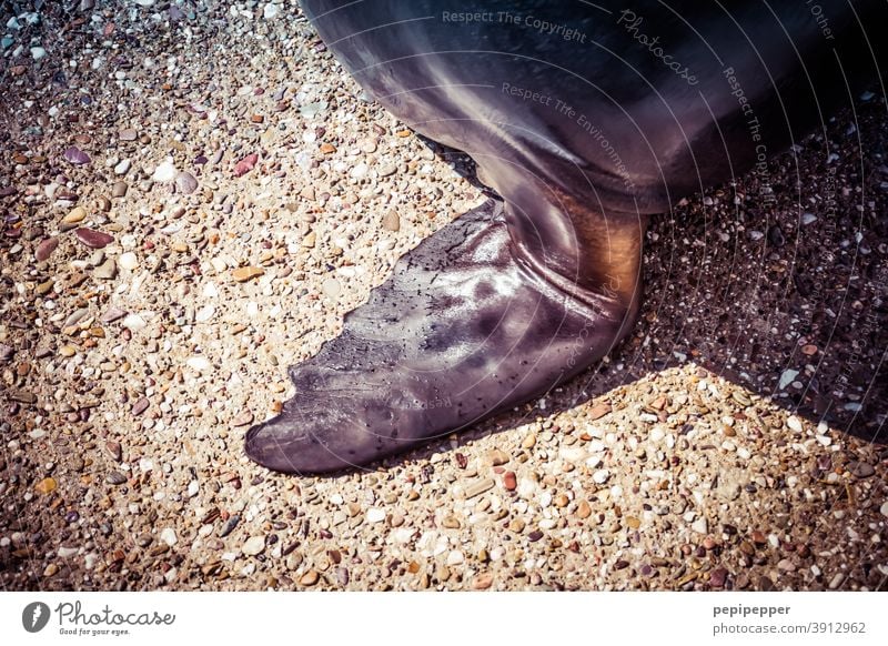 Seal Fin Harbour seal Sea lion Animal Colour photo Ocean Day Wild animal Exterior shot Seals sea seal Animal portrait Swimming & Bathing Deserted Skin Hand