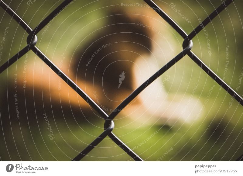 Lion trapped behind a fence Animal Wild animal Colour photo Animal portrait Exterior shot Cat Zoo Deserted animal park Big cat Head Captured Animal face blurred