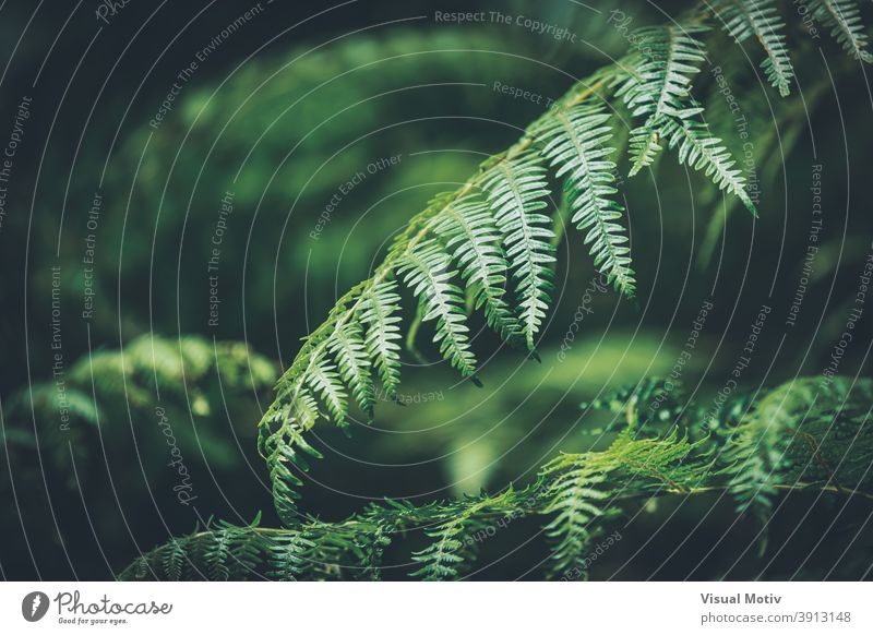 Close-up of the green leaves of a fern plant nature background forest perennial garden flora foliage botany gardening organic natural close-up outdoors