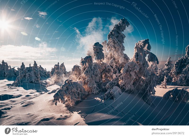 Snow-covered coniferous trees with sun in the resin Joerg farys National Park nature conservation Lower Saxony Winter Harz Experiencing nature Nature reserve