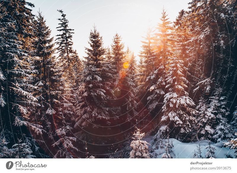 Snow covered conifers backlit with sun in the Harz mountains Joerg farys National Park nature conservation Lower Saxony Winter Experiencing nature