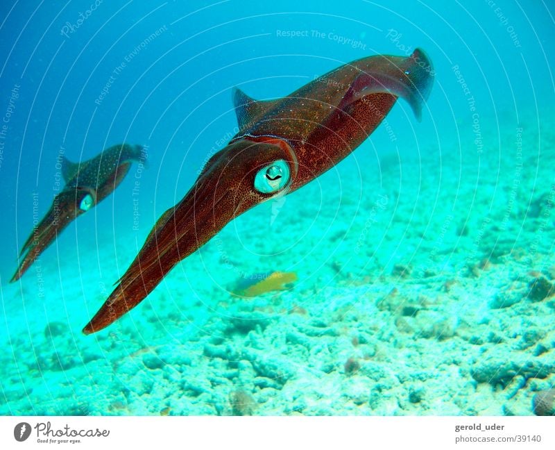 squid Animal Dive Underwater photo In pairs Pair of animals Swimming & Bathing