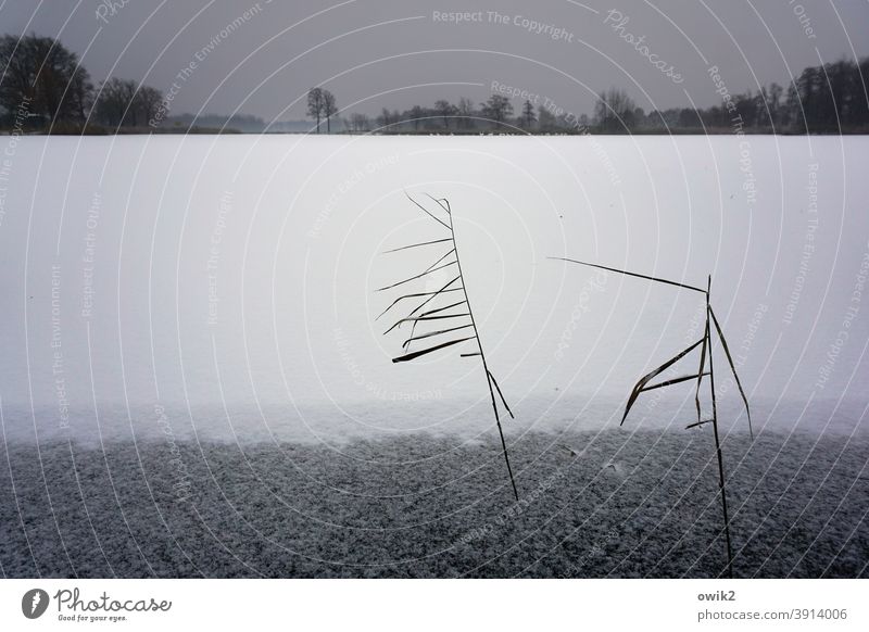 Strokes in the white Winter Exterior shot Mysterious Frozen Snow Ice Thin Plant Copy Space top Bizarre Landscape Nature Bushes Environment Cold Frost White