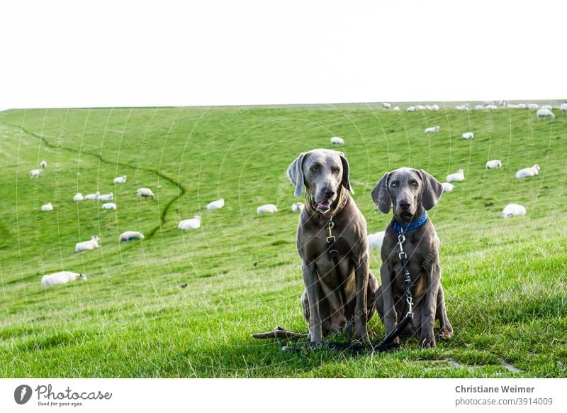 Two Weimaraner hunting dogs sitting obediently in front of flock of sheep Hunting dogs Sit Obedient two Couple youthful Old leash Neckband Flock Pointing dogs