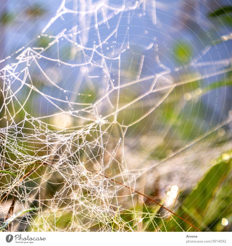 web design Spider's web Net Plant Cobwebby Spin Spinning mill Web design Bright Illuminate Pastel tone Flower Summer Delicate spun Blue Dew Light Sunlight White