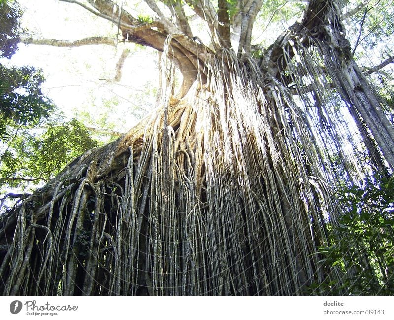 Australia Tree Growth Virgin forest by Above