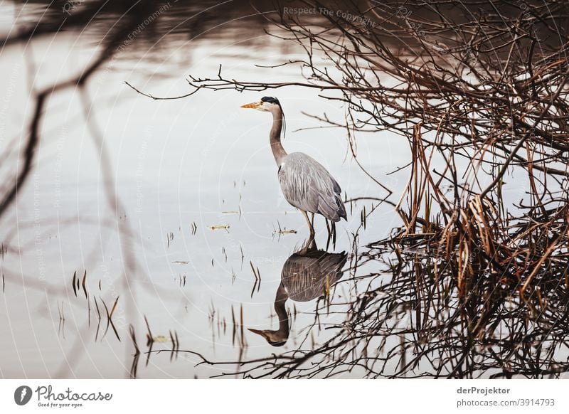 Grey heron at Schlachtensee in winter II Experiencing nature Vacation & Travel Joie de vivre (Vitality) Landscape Tourism Light Contrast Shadow Sunbeam