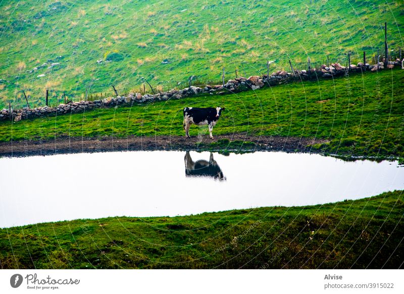 cow near the pond portrait animal nature farm mammal white head agriculture face black background isolated cattle beef brown grass cute domestic funny wildlife