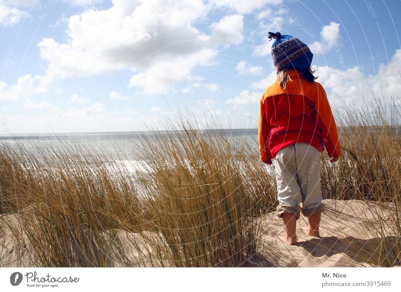 lookout Beach Landscape Beach dune Relaxation Nature Summer vacation Freedom Trip Adventure Far-off places Plant Calm Weather Environment naturally Discover