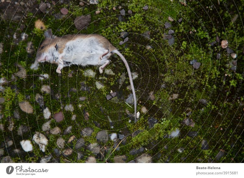 mouse dead: shrew lies on stone concrete slab Mouse as dead as a doornail Animal Rodent Small Mammal Pelt Tails Death Fear Diminutive cute Past