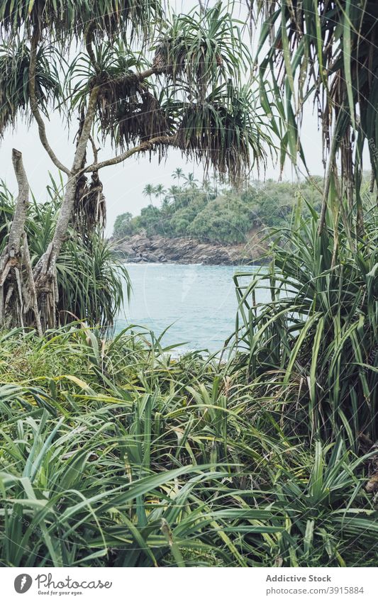 Sea bay surrounded by tropical vegetation jungle sea nature exotic flora landscape sri lanka hiriketiya tourism coast travel shore picturesque beach seashore