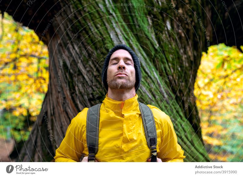 Traveling man near huge tree in forest traveler park freedom enjoy tourist harmony male autumn relax wanderlust fall trip weekend carefree idyllic nature season