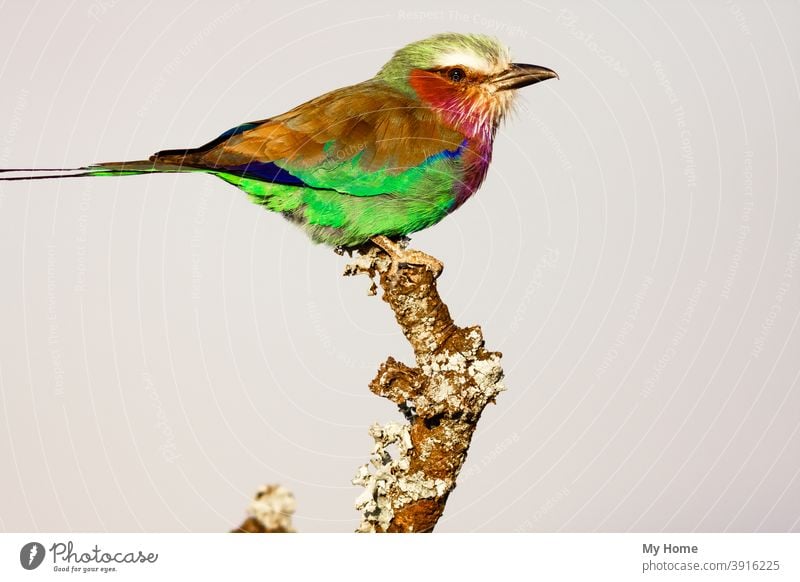 Roller on the dry tree. SweetWaters park. Kenya, Africa african animal animals beautiful beauty bird birds blue branch bright brightest colored colorful kenya