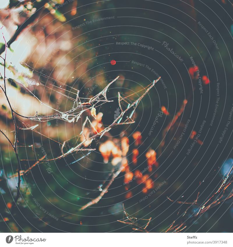 Spider webs in the warm autumn light Spider's web Automn wood Abstract asymmetric Asymmetry Forest Net Network Trap October Shaft of light Light and shadow