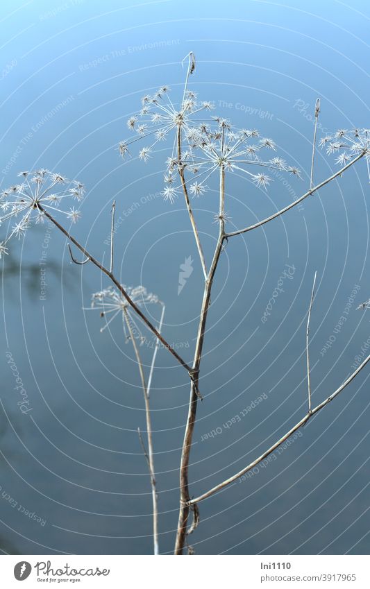 Meadow chervil dried cones on the lakeshore Cow parsley Winter Dried flower Decoration Natural growth Lake beautiful weather sunshine Umbellifer