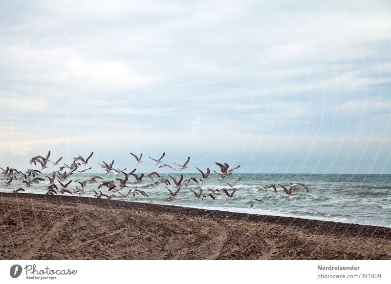 swarm behaviour Life Vacation & Travel Summer Summer vacation Beach Ocean Animal Sand Water Clouds Wind Waves Coast North Sea Wild animal Bird Flock Flying Blue