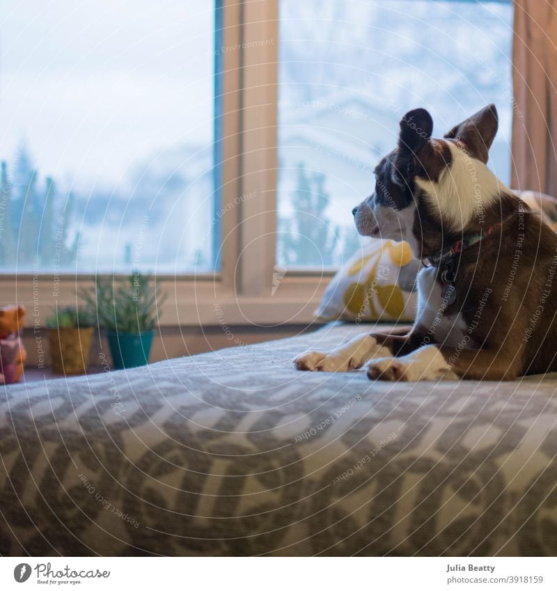 Mixed breed brown and white Collie dog sitting on chaise lounge looking out the window border collie mixed breed puppy pet markings paws ears gazing resting