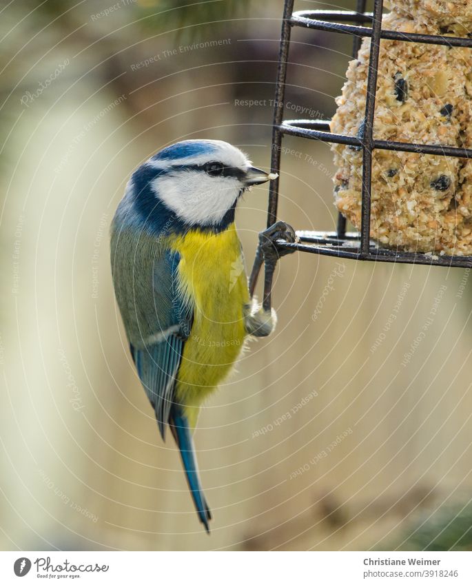 Blue Tit at Feeding Tit mouse Bird Wild animal variegated plumage Feather hunger food titmice dumplings Feeding station winter feeding Nature Environment