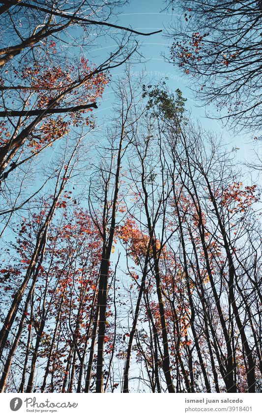 tree branches and blue sky plant leaves leaf nature background autumn fall season red brown brown leaves autumn leaves autumn colors forest foliage