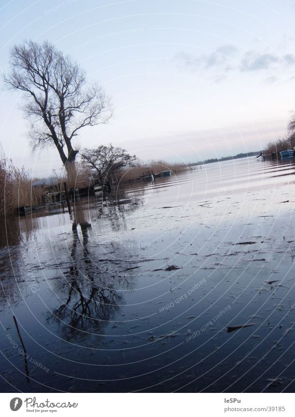 Bodden Boddenlandscape NP Ocean Lake Rügen Winter Tree Cold Vacation & Travel Fresh Ice Crystal structure