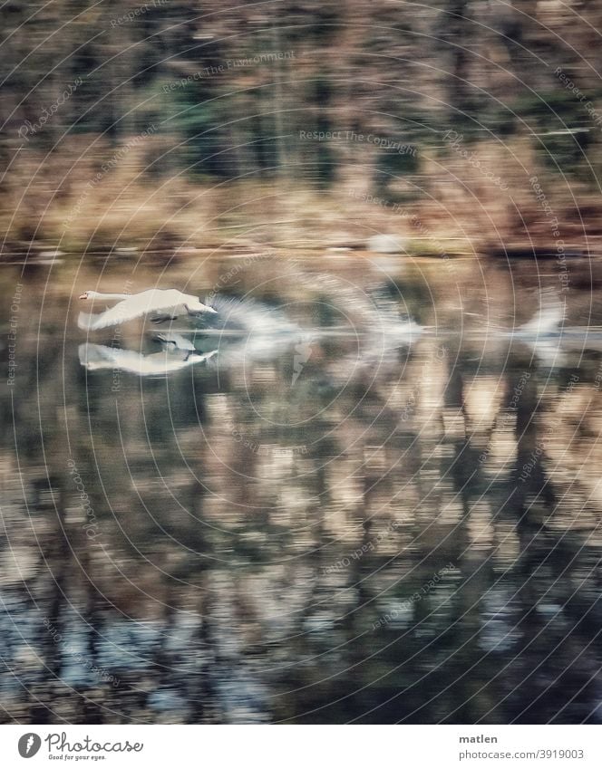 Difficult start of a swan Swan Pond trees launch flapping Flying Bird Deserted Exterior shot Wild animal Grand piano Day Colour photo mobile