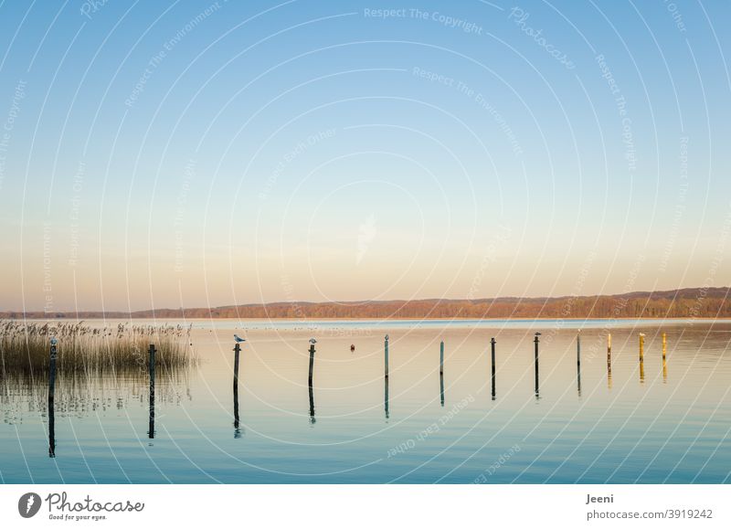 Cold winter day | Seagulls sitting on wooden piles in the lake Lake Wooden stake Sit waterfowl waterfowls wooden posts Blue sky Afternoon reflection Moody Sun