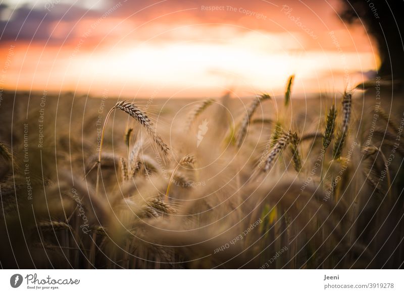 A big thank you to our agriculture, which ensures every day that we have enough food available | a lush corn field in summer with full ears of corn | in the background the evening sunset