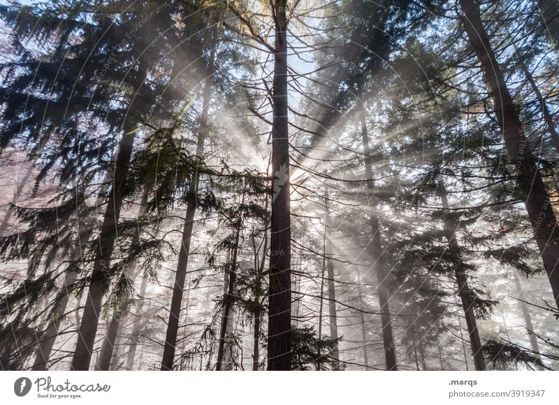 hope Forest Fog Sunbeam Religion and faith Hope Nature Coniferous trees Sunlight Bright spot