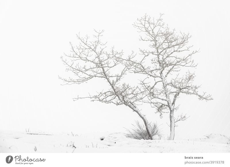 Forest in snowy landscape, Galicia, Spain. winter wild blizzard meteorology weather winter scene mountain foggy calm background minimalism solitude tranquil