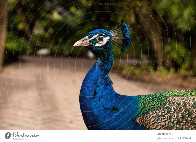 Blue Resting male Indian peacock Pavo cristatus crouches on the ground blue peacock bird resting feathers beautiful animal fowl nature beautiful bird