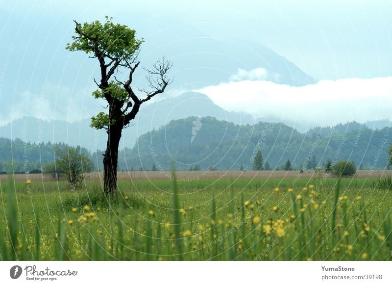 Murnauer Moss Tree Bavaria Upper Bavaria Meadow Calm Harmonious Landscape Mountain Germany Idyll National Park Summer Exterior shot