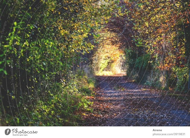 there's always a way out Bright spot Lanes & trails Forest Mixed forest Footpath Sunlight To go for a walk Promenade Central perspective Lonely Hiking