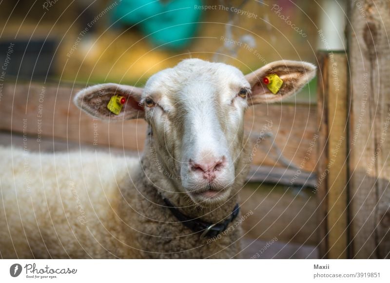 sheep Wide angle Deep depth of field Contrast Silhouette Exterior shot Multicoloured Colour photo Nature Environment Swede Lake boat Sheep portrait Animal