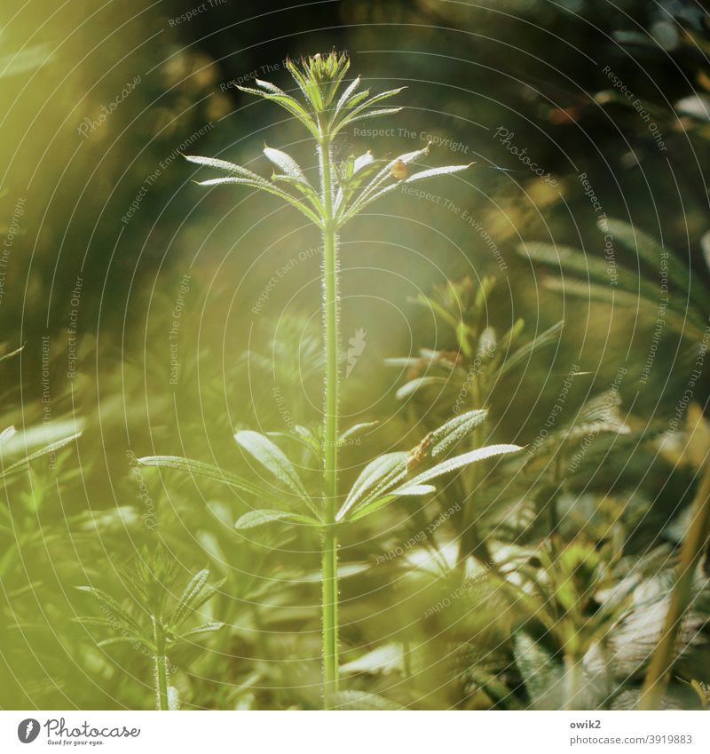 Spring stalk Meadow Grass Landscape Day Environment Deserted Beautiful weather Detail Green Fresh Nature Wild plant Idyll Copy Space top Plant Exterior shot