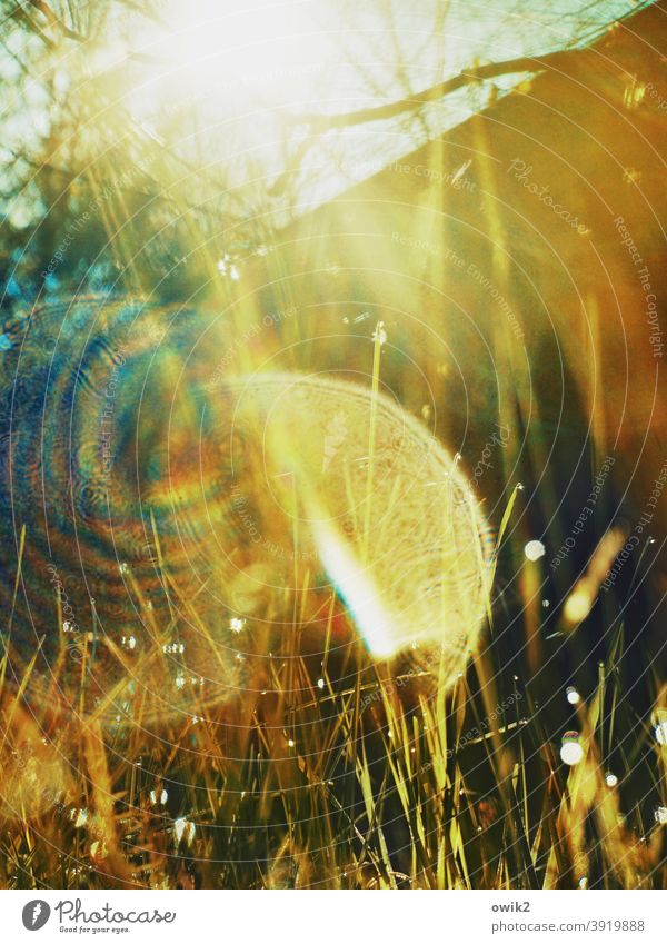 Micro landscape sparkle Copy Space top Shallow depth of field Exterior shot Green Rain Blade of grass Close-up Small Spring Landscape Drops of water Bright